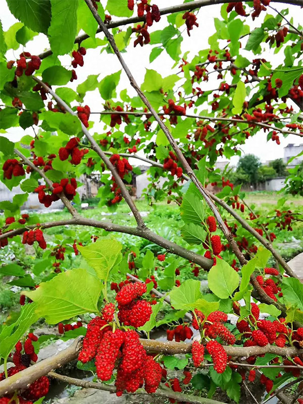 1596074608291282.jpg 1.webp.jpg