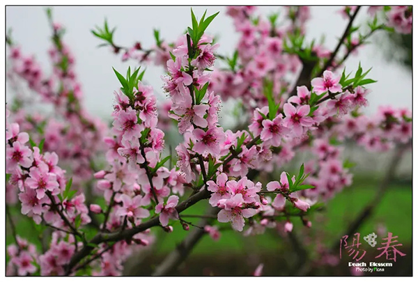 1596074625489798.jpg 2.webp.jpg